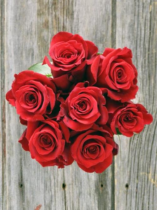 DEVOTION   RED ROSES